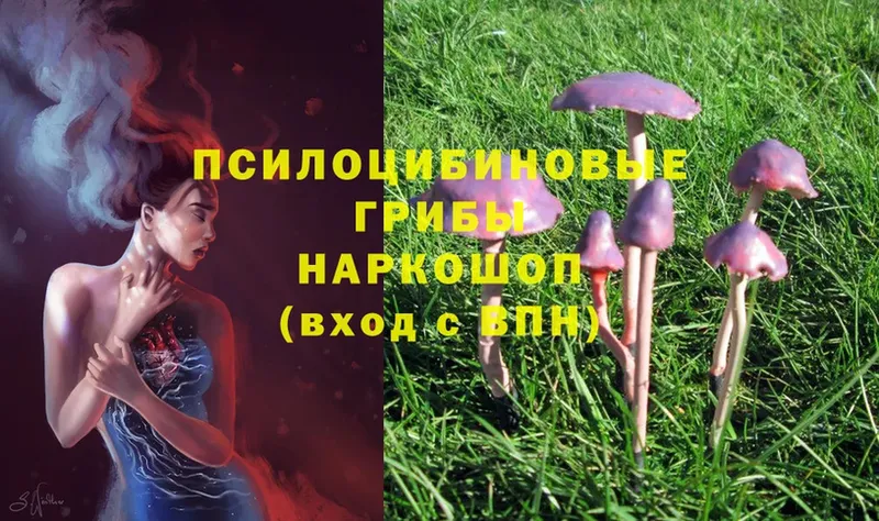 наркотики  Орехово-Зуево  Галлюциногенные грибы Magic Shrooms 